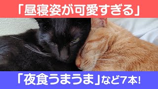 にゃんこ3きょうだい日記 #93 Diary of 3Cats [Apr.4-10/2022]