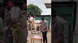 terabandi abhimani||ನಮ್ಮ ಲವಾ ಹೋರಿ ಹುಟ್ಟು ಹಬ್ಬದ ಸಂಭ್ರಮ ಹೆಂಗ್ ಬೆಂಕಿ..❤️✌️ #love #dance #song #cute