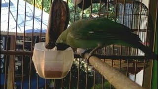 Akhirnya Dengan Cara Ini Burung Cucak Ijo Mau Makan Voer Sentrat !! Bukan Hanya Pisang Kepok Saja.