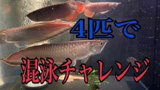 アロワナ混泳チャレンジ！ブラックアロワナ2匹と紅龍と純血過背金龍の4匹でやる。