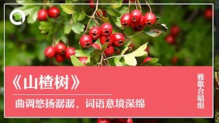 歌曲《山楂树》｜ 曲调悠扬潺潺，词语意境深绵