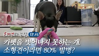 세상에 나쁜 개는 없다 - 당신이 몰랐던 문제견의 진실_#002