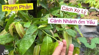 Cành nhánh ốm,mai bị phạm phân …Xữ lý