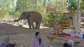 เตรียมตัว❕ขึ้นบ้านใหม่นัองบุญชู🐘🏠🥰