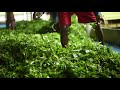 dibrugarh tea city of india how assam tea is made kushal mittal