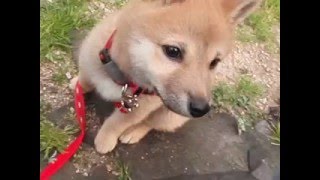 柴犬 子犬 shiba inu あざとい女子力