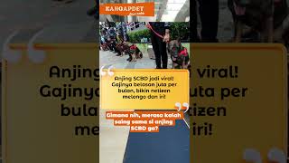 Wow! Anjing SCBD Gajinya Belasan Juta, Bikin Netizen Melongo #AnjingSCBD #viralindonesia