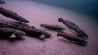 INSANE Underwater Burbot Spawning Action — HD Footage ☑️