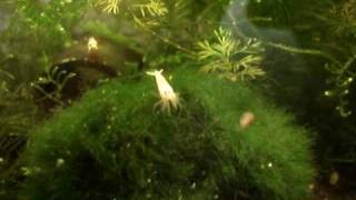 www.Shrmpking.co.uk mixed tank full of babies eating spinich Crystal red black golden snow shrimp