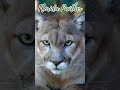 🌿 Endangered Forest Animal: The Majestic Florida Panther | CampDotCom Wildlife Series