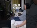 비켜 비키라구 ㅋㅋㅋ 이탈리안그레이하운드 강아지 dog