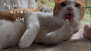 猫との暮らし|3日間のパン|子猫の卒業|チョコレートケーキ