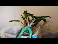 dividing an unruly cattleya