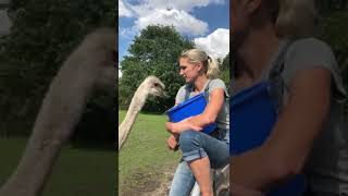 Feeding my ostrich Jasmine ❤️ - Voeren van mijn struisvogel Jasmine