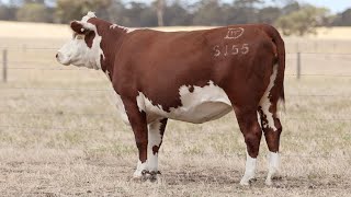 Lot 14 DAYS155 Days Whiteface Mature Cow Dispersal 2025