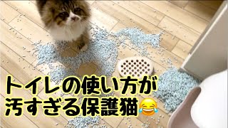 トイレの使い方が汚すぎる元野良猫ぽこまるにスマートトイレを使ってもらうと！？LuluPet（ルルペット）