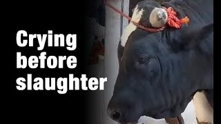 Bull Crying in the Slaughterhouse