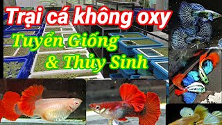 Guppy cá 7 màu#387: Tuyển giống và thủy sinh, AB red rose, HB red rose, Dumbo