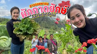 วิถีชีวิตคนดอยep.431 เยี่ยมบ้านเกิดสาวดอยตอน(10)ชมสวนผักเมืองหริ่งที่ในเมืองไทยไม่มีไม่เคยเห็นมาก่อน