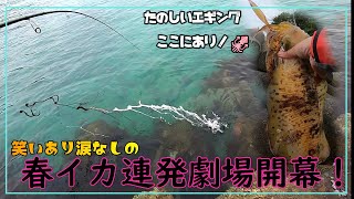 春イカ連発劇場開幕‼笑いあり涙なしの楽しいエギング釣行‼