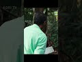 സഞ്ചരിക്കുന്ന മരം കണ്ടോ ഇത് ശരിക്കും ഒരു അത്ഭുതം തന്നെ plants vareityshorts creativeideas