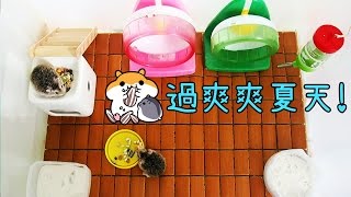 倉鼠日常 :3 DIY倉鼠用涼蓆! 鼠鼠在夏天也要爽爽過! 我的倉鼠家全配備是...?