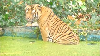 マレートラ Malayan Tiger Harimau Belang マレーシア国立動物園 Zoo Negara Malaysia