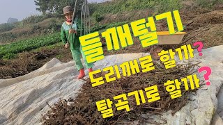 들깨 도리깨질 체험~ 도리깨냐?탈곡기냐?혼자 들깨 고르기 방법 ~~