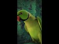 मिट्ठू खुद बताएगा उसको क्या2 बोलना आता है 😄👌 bolne wala tota cute parrot conversation shorts viral