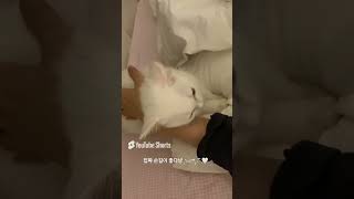 머리부터 온도니까지🤍 아기고양이 모찌 #다묘집사 #브이로그 #고양이 #고양이일상