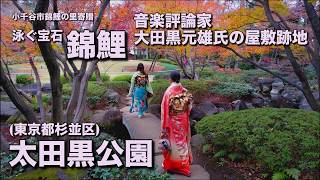 太田黒公園 紅葉 泳ぐ宝石 錦鯉（寄贈：小千谷市錦鯉の里）2018.12.16 撮影