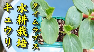 小さな水耕栽培野菜工場 押入れで野菜栽培 2022-② きゅうり育てる #園芸 #家庭菜園