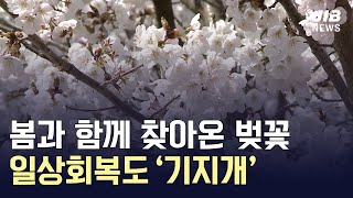 [JIB뉴스] 봄꽃과 함께 일상회복 '기지개'…다음주 벚꽃 '절정' l 220407