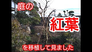 【庭木の移植】植木の移植時期に庭のモミジを近くに移動して見ました『初心者向』