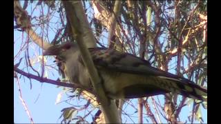 Channel Billed Cuckoo footage 2, Channel-billed cuckoo australia bird watching with ej-birdwatching