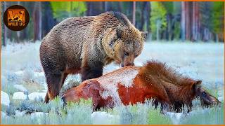 Deadliest Grizzly Bear Attacks Caught on Camera | Wild Animals