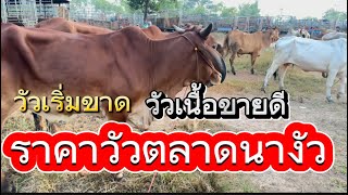 พาชมบรรยากาศชื้อขายวัวตลาดนางัว อ.สว่าง จ.สกลนคร #ราคาวัววันนี้ 3/11/67