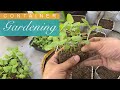 Urban Gardening Savvy TRAILER VIDEO  | Natural Farming, Organic Approach, Container Gardening