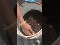 compost from plastic bucket chilli jasmine