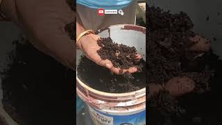 Compost from plastic bucket | Chilli jasmine