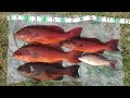 良型スジアラを連発する日 67 leopard coral grouper spearfishing