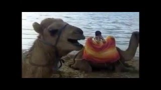 Funny camels yelling, screaming, roaring, growling and making other weird sounds. Верблюды