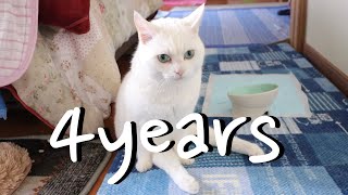 下半身麻痺の子猫を保護して4年目