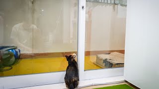 The cat that isn't scared of a finger-sized fly