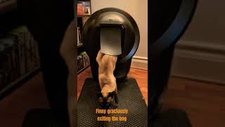 Litter-Robot 4 Shield (with privacy flap) #cat #litterrobot #toilet