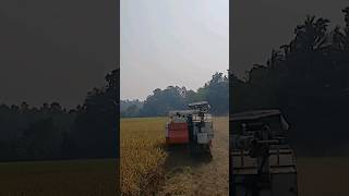 നെല്ല് കൊയ്യാൻ തുടങ്ങി #shortsvideo #1million #paddy #plants #villagelife #villagevlog #shortsvideo