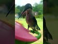 WOW Hummingbird up close! #hummingbird #birds #nature