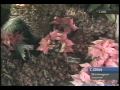 history of the u.s. botanic garden