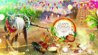 Wish You Happy Pongal || Pongal Greetings Whatsapp Status || தைத்திருநாள் வாழ்த்துக்கள் || #shorts