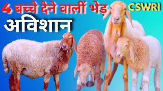 👍Avishaan Sheep || भेड़ की चार बच्चे देने वाली अविशान नस्ल #prolific #sheep #avishaan #cswri